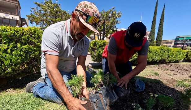 Gobierno de la Capital pone aún más bellos los jardines del Centro Histórico, con plantas florales
