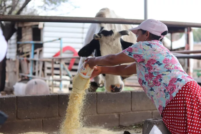 Gobierno de la Capital fortalece la alimentación ganadera en la Delegación La Pila