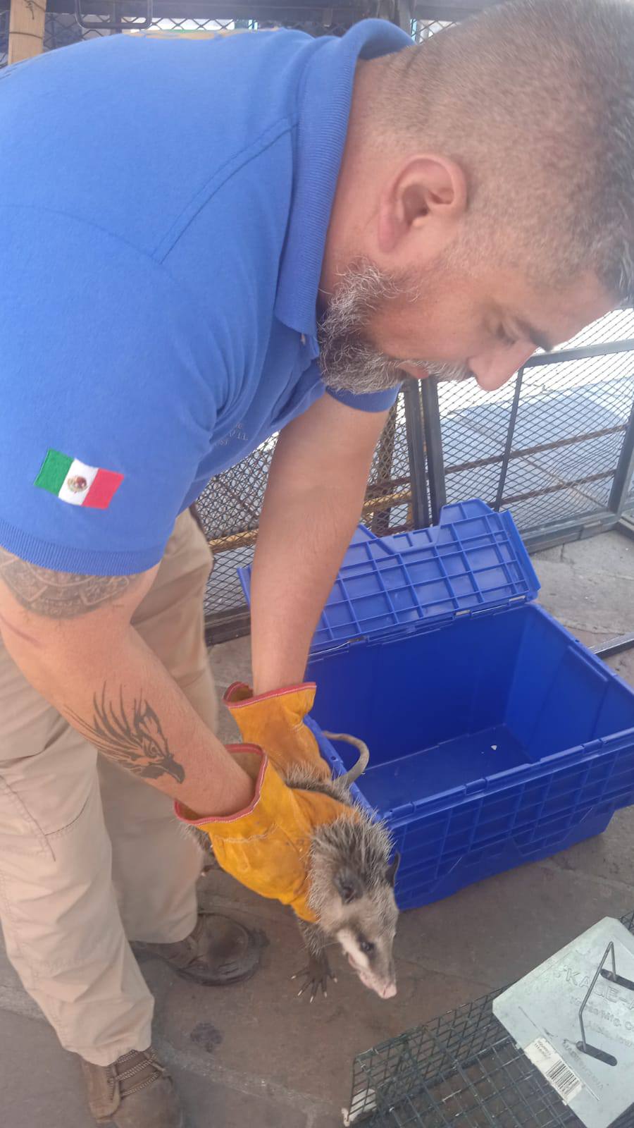 “Rescatan a Tlacuache Deambulando Cerca de Palacio de Gobierno en SLP”